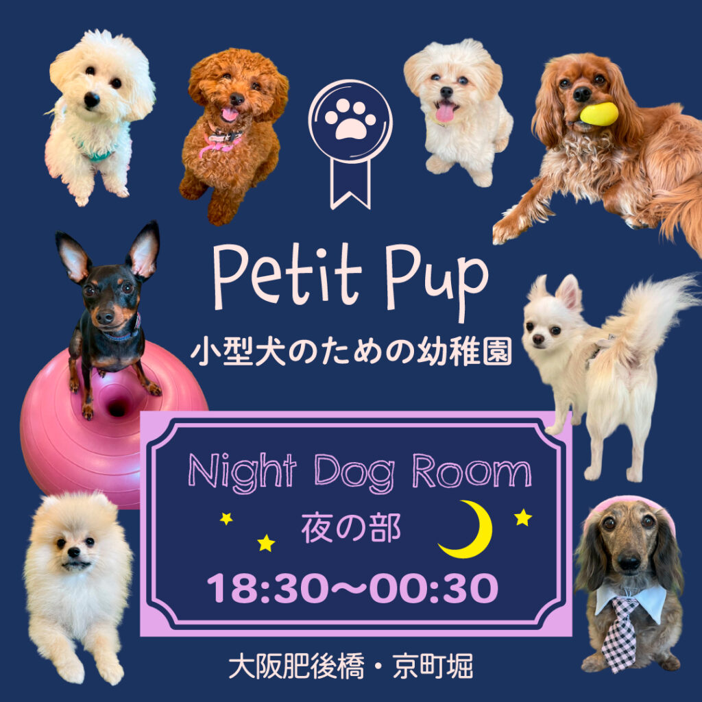 大阪市西区 小型犬 幼稚園 Petit Pup（プチパップ）の夜の幼稚園