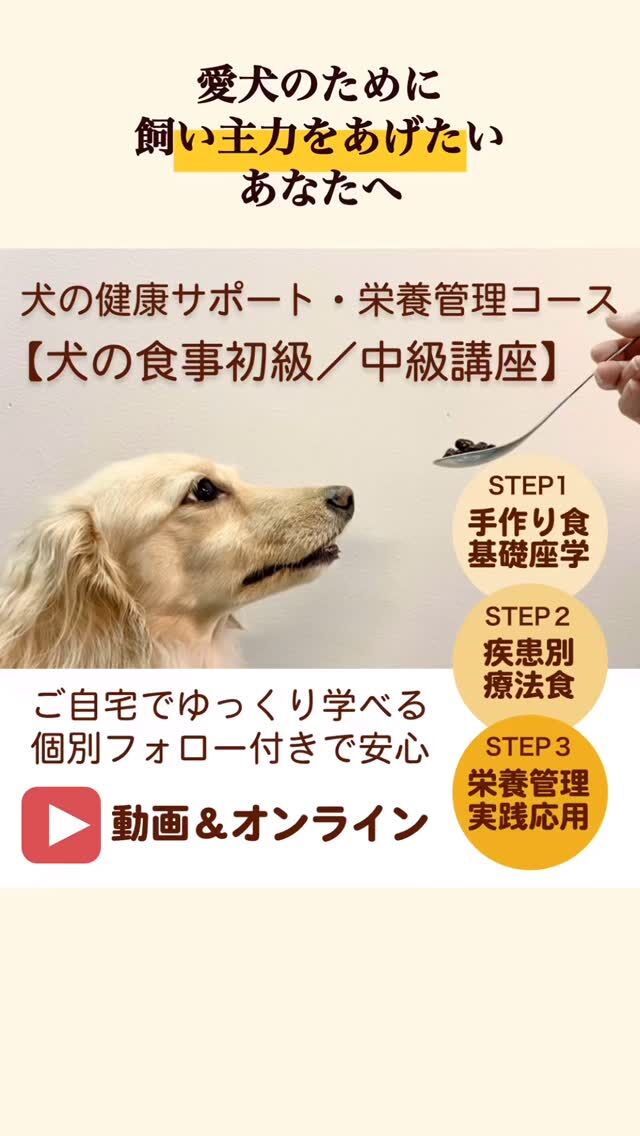 鍼灸治療について - 川口市ピア動物病院